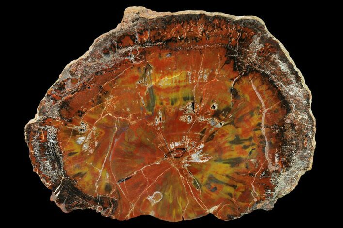 Vibrant, Polished Petrified Wood Round - Arizona #162859